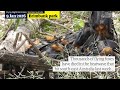 Heatwave kills thousands of flying foxes across south-east Australia