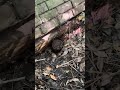Old cistern discovered while bottle hunting #cistern #bottledigging #bottlehunting #metaldetect
