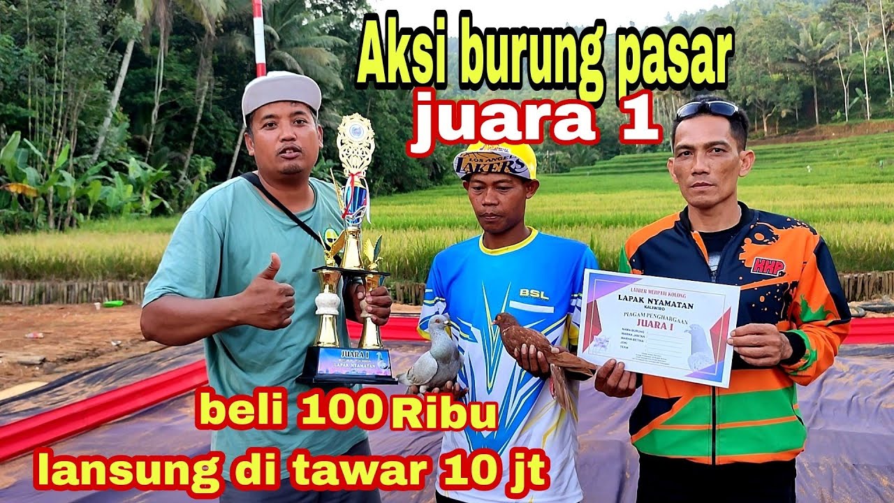gila burung pasar sapen bisa juara 1 ngalain merpati trah juara/GABRIAN BSL