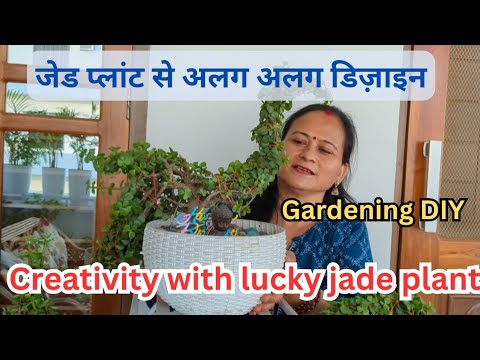 जेड प्लांट से अलग अलग डिज़ाइन | Creativity with lucky jade plant | लकी जेड प्लांट के फायदे 🌱🌿