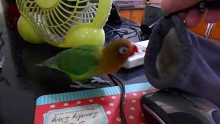 Lovebird playing by Laura Lees 78 views 7 years ago 2 minutes, 57 seconds
