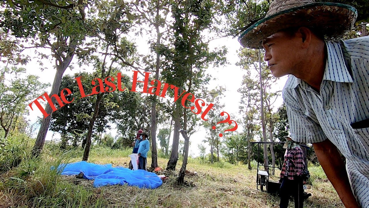 The Last Rice Harvest ?? - YouTube