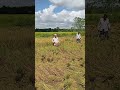 #folksong #song #newsong #viralshort #funny #dancesong #fishing
