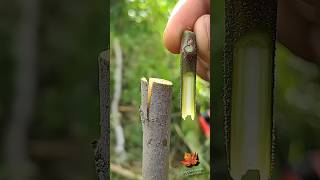 Advanced Plant Grafting Techniques for Beginners Easy Step#graftingtools#fruitrees#wood#fruitgraft
