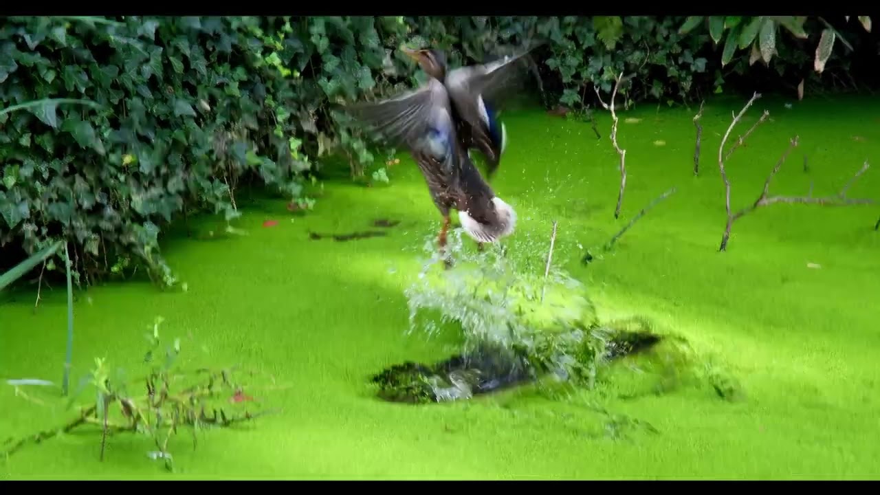 canards Musée école de Nancy (presque) volants