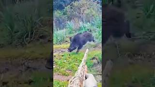 охота на кабана с такого близкогорасстояния#wildboar#hunting#cinghiale#caccia#chase#sanglier