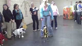 Daisy Dancing For A Treat