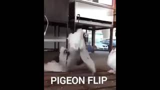 EPIC PIGEON FLIP