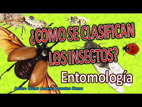Video: El Insecto Es Una Tortuga Dañina (20 Fotos): Medidas Para Combatir El Insecto Insectos-tortugas En Tomates Y Trigo. ¿Qué Come El Insecto? Su Desarrollo