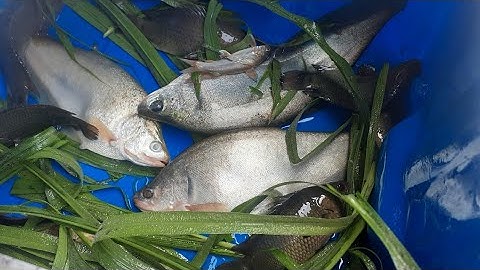 Câu cá thác lác dính toàn cá bự # youtube câu cá hóc môn