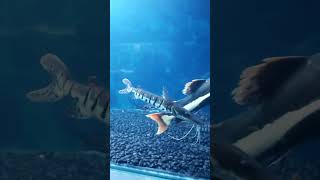 Red Tail CatFish | Shovelnose Cat Fish | Aathi Aqua Vlog
