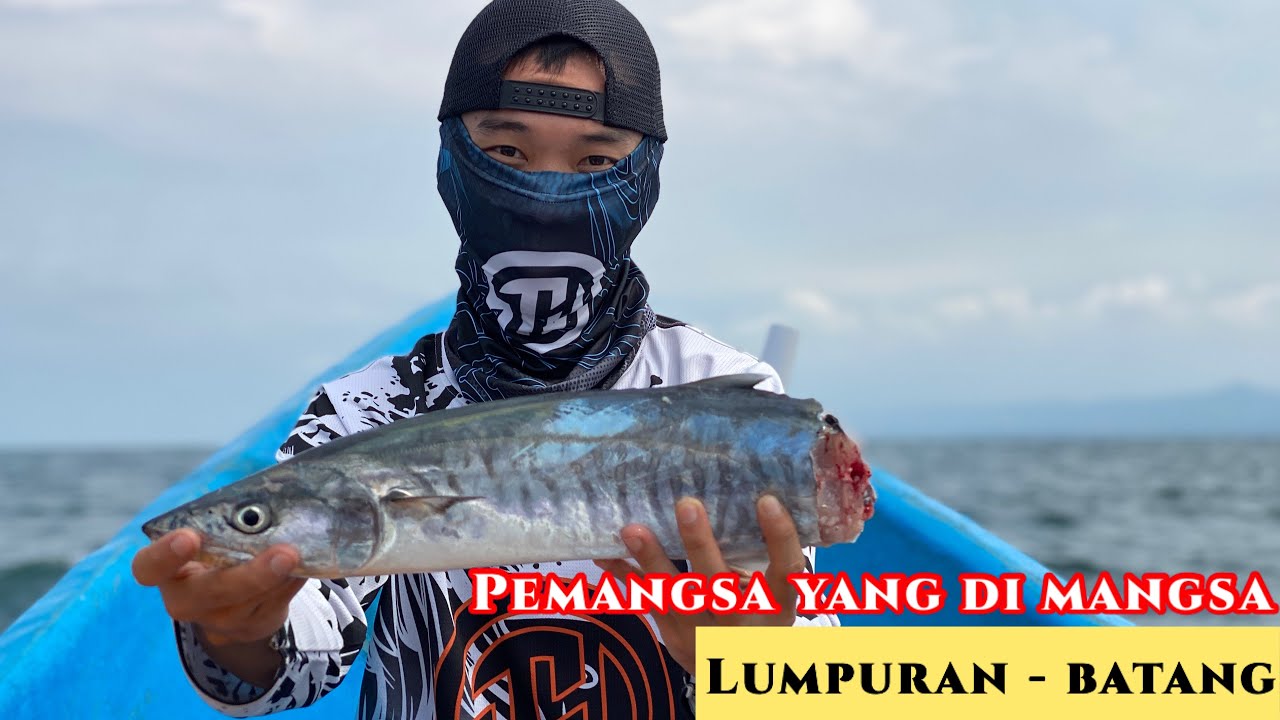 Mancing tenggiri di lumpuran - batang menggunakan spun dan umpan ikan hidup