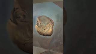 Dalí’s Eucharistic Still Life #artshorts #salvadordalímuseum #dalí