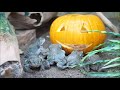 Coloradokröten am Kürbis - Halloween im Zoo Leipzig feiern