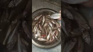 Small fish 🐟 #viralvideo#ytshorts#shorts#viralshorts#status#funny#comedy#funnyvideo#fishing#animal