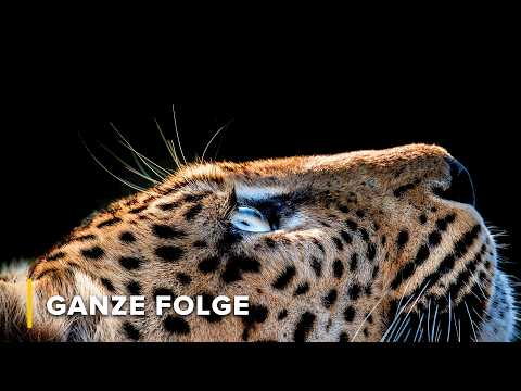 Nachtschicht: Der Überlebenskampf eines alternden Leoparden | Afrikas Jäger 101