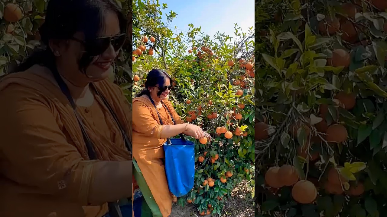 ⁣Kinnu harvest🍊 #kinnu #garden #gardening #village #fruit #plants #nature #india #villagelife #food