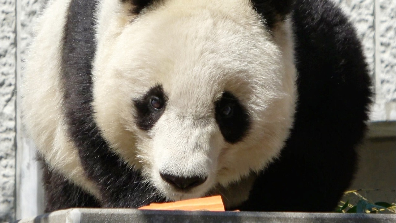 やぐらのうえで座ってにんじんを食べ始めるタンタンが可愛い♥ ずっと心の中で生きている。 #かわいい #パンダ #神戸市 #王子動物園