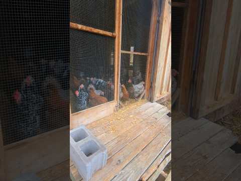 Why Is It So Drizzly At The Chicken Coop?