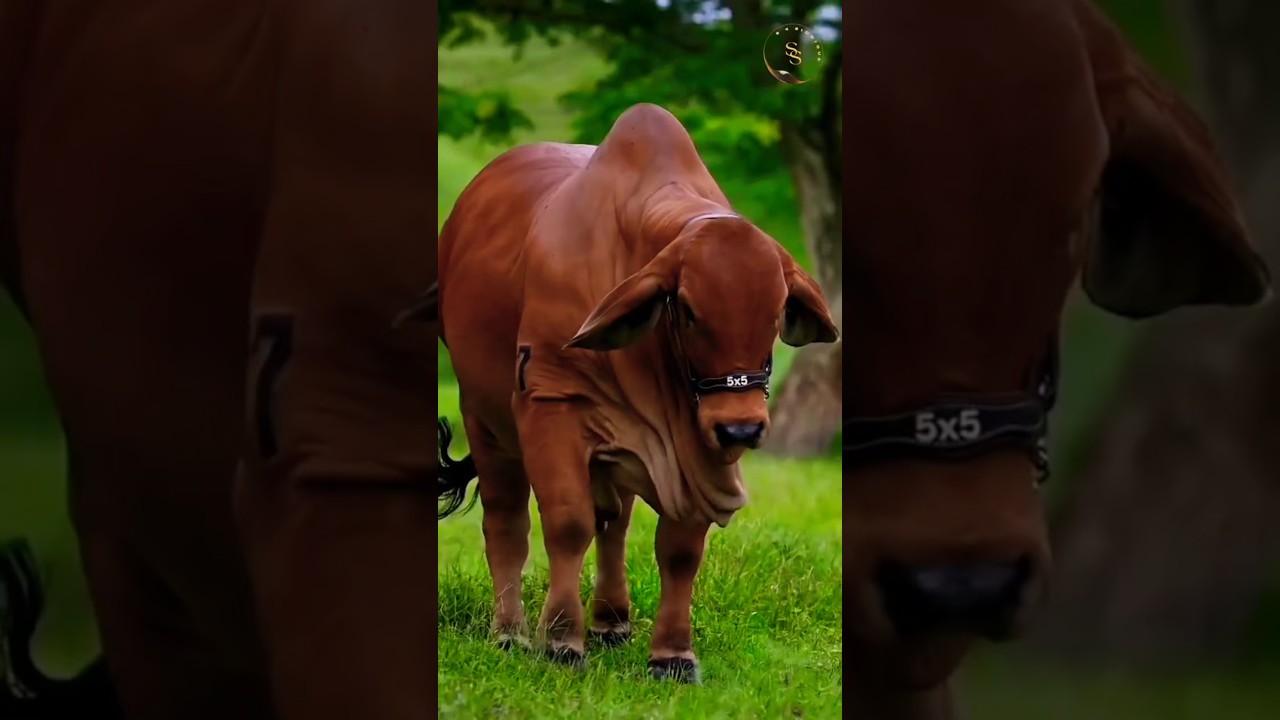 TOP CLASS RED BRAHMAN HEIFER 🐂 | BRAHMAN CATTLE FARM | S4SIDDIQUE 