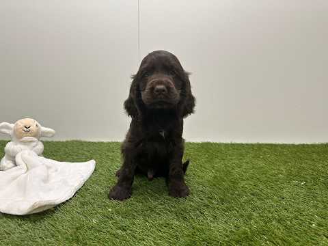 Video van Cocker Anglais Male Chocolat - PUP-ID 010724884 | Dierenhof Debrabandere