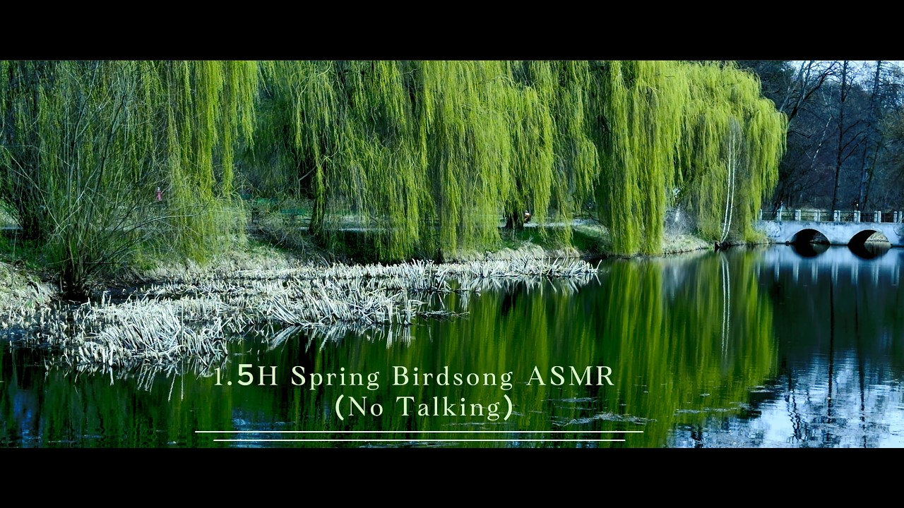 1.5H Spring Birdsong ASMR 🌿 Deep Sleep & Relaxation (No Talking) - YouTube