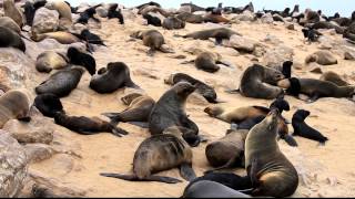 Seals, Cape Cross, Namibia