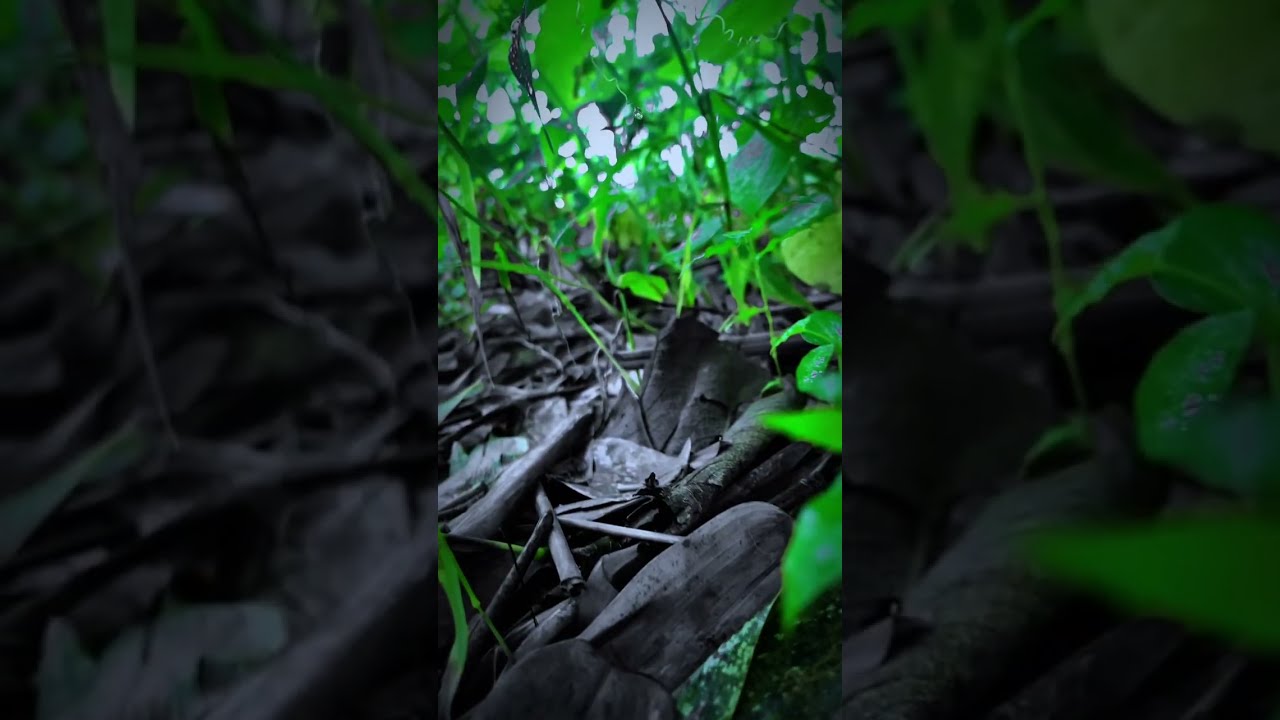 World S Most Beautiful 4K Video Dolby Vision 60 FPS HDR And Songs Featuring