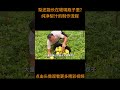 梨还能长在玻璃瓶里 纯净梨汁的制作流程 梨汁 果汁 梨 科普 梨还能长在玻璃瓶里 纯净梨汁的制作流程 梨汁 果汁 梨 科普