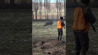 wild boar hunting / Domuz Avı