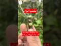 سر تطعيم التين اللي بيضاعف الإنتاج خطوة واحدة هتغيّر شجرتك للأفضل🧑🌾🌿#تطعيم_التين #تجذير_التين