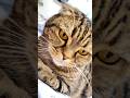ВЕЧЕР ВДВОЕМ👬👬НЕ МИНУТЫ ОДИНОЧЕСТВА #cat #кошка #вечер #постель