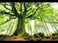 Árboles y bosques, redes inteligentes