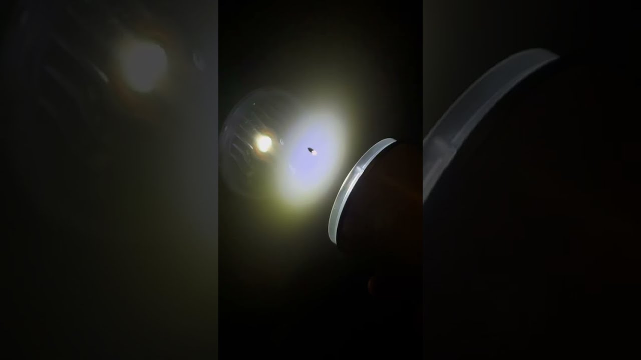 catch the mosquito