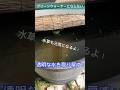 ろ過装置なくても透明な水を保つ方法🩵　メダカ飼育　ビオトープ