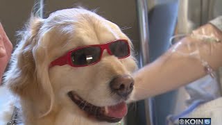 Therapy dogs visit patients at OHSU