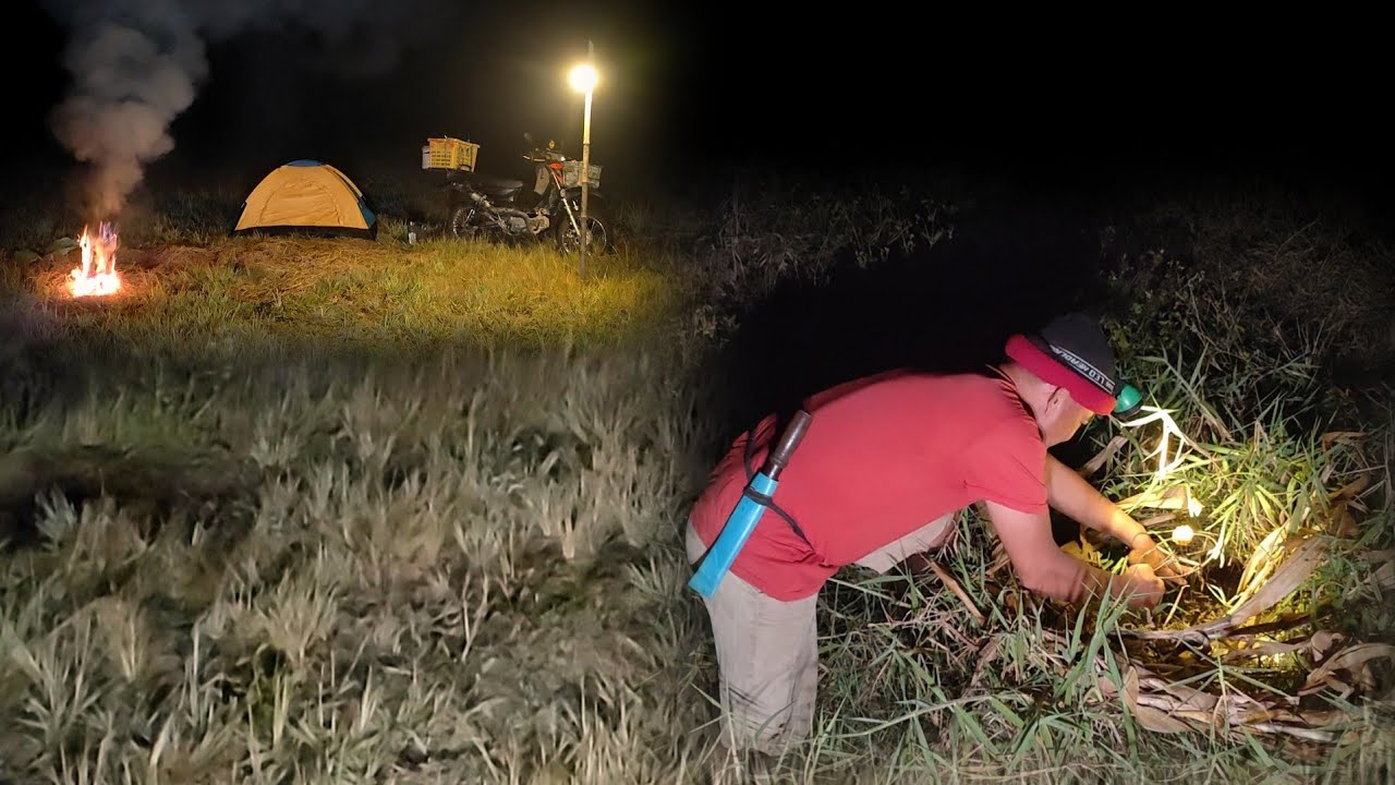 นอนนาหาหนูค้างคืนหมายทุ่งใหญ่มันกลับมาอีกแล้ว