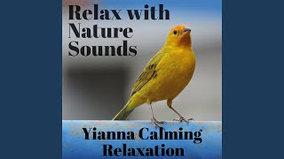 Download Lagu Bird and Chicken Sounds Download Lagu Bird and Chicken Sounds