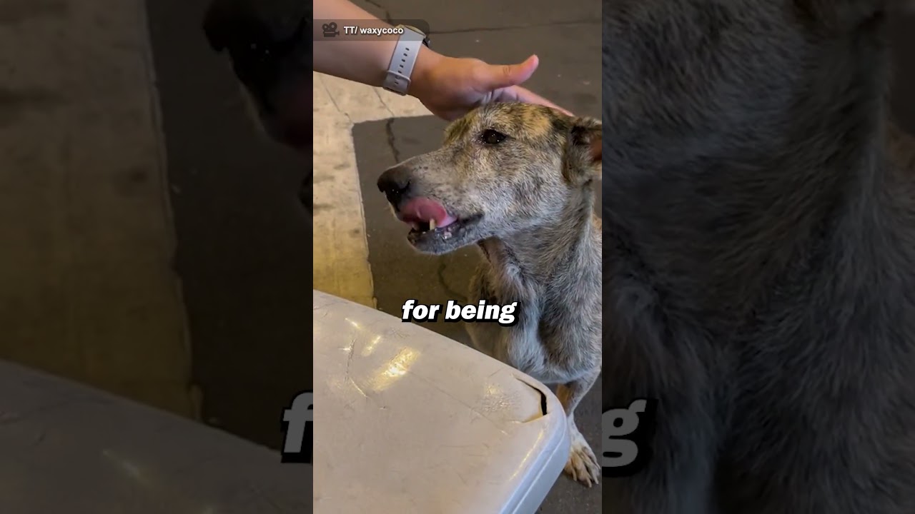 Stray dog breaks into tears upon receiving food 🥺❤️