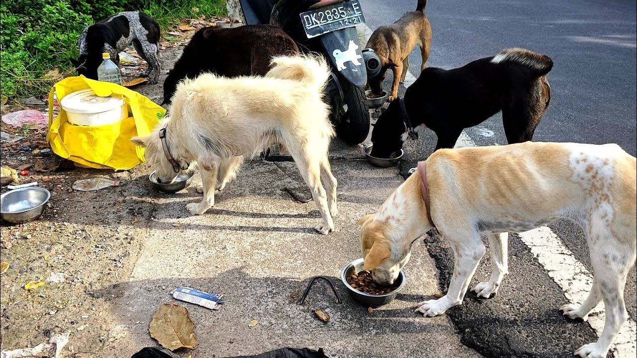 Daily routine of feeding stray dogs on the beach Part 72 | StreetDogsCH