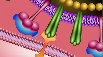 Neuraminidase Inhibitors: Mechanism of Action