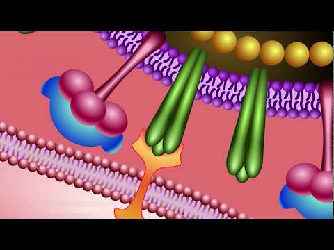 Video: Evolutionäre Wechselwirkungen Zwischen Hämagglutinin Und Neuraminidase Bei Der Aviären Influenza