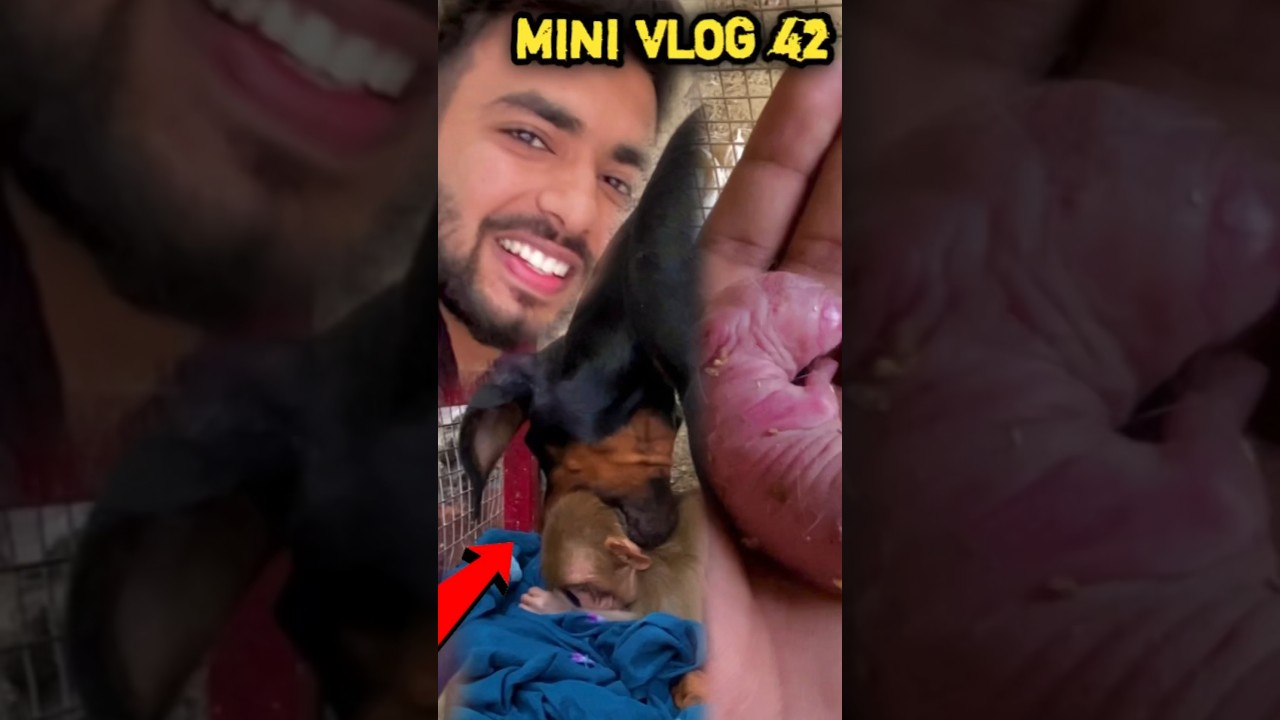 Monkey Ki dosti Puppy se ho Gyi ♥️Rabbit Ka Baccha Aagya