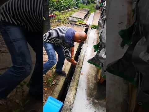 Python caught at tuas - part 1