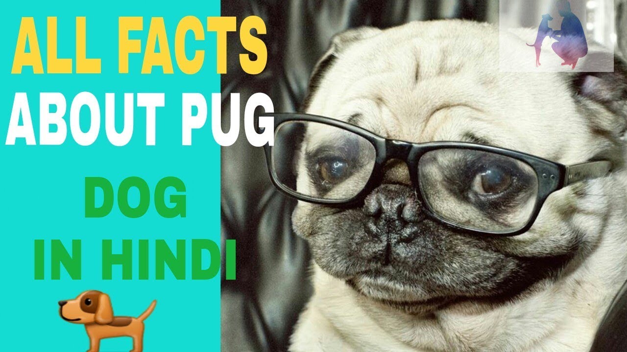 pug in hindi