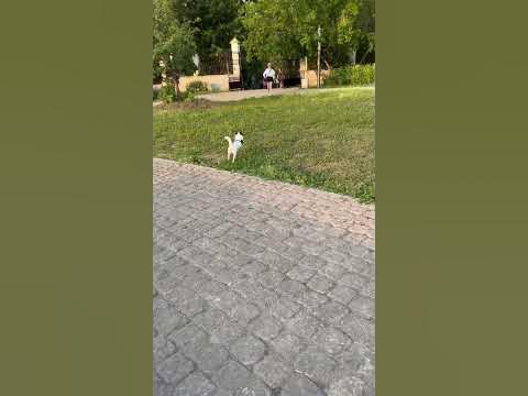 БЕЖИТ К МАМЕ - YouTube