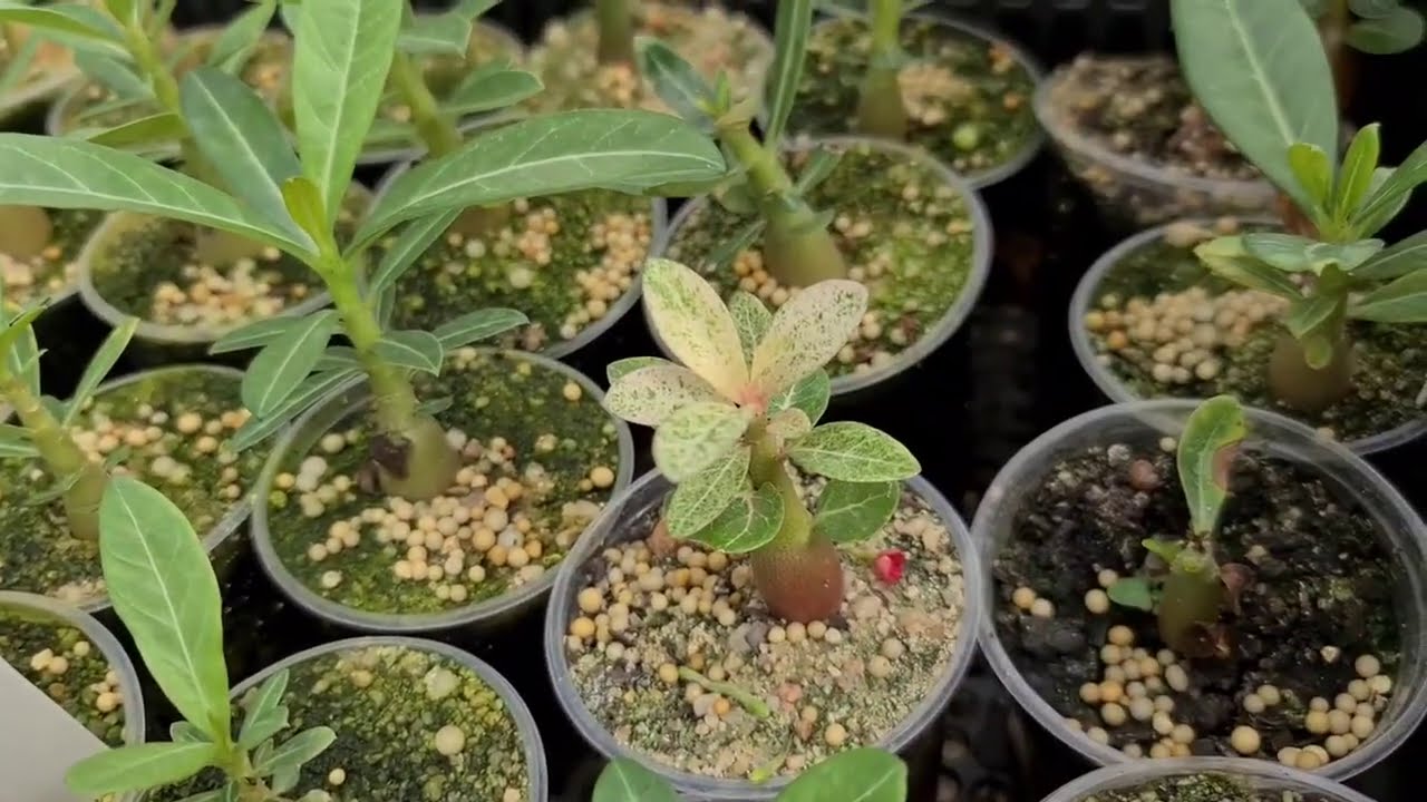 RD desde o princípio: nascendo, os cuidados com as pequeninas