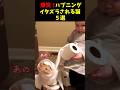 爆笑！イタズラされる猫５選#cat #面白集 #ねこ #笑ったら負け
