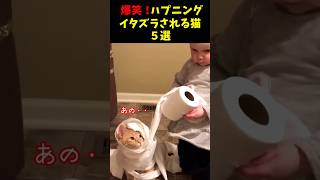 爆笑！イタズラされる猫５選#cat #面白集  #ねこ #笑ったら負け