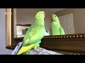 Expectations of owning a Indian Ringneck Parrot VS Reality Mp3 Song